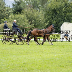 Zweispänner Pferde Kat. M