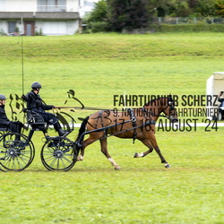 Einspänner Pferde Kat. S