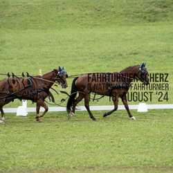 Vierspänner/Tandem Pferde Kat. S